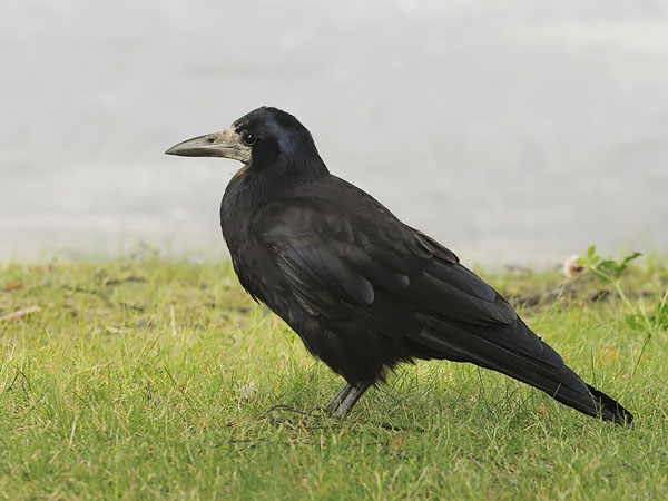 Mustavaris, Rook, Corvus frugilegus